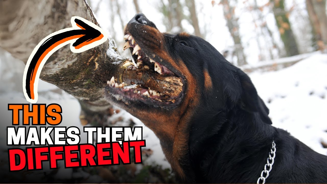 9 Ways Rottweilers are Different from Other Dogs