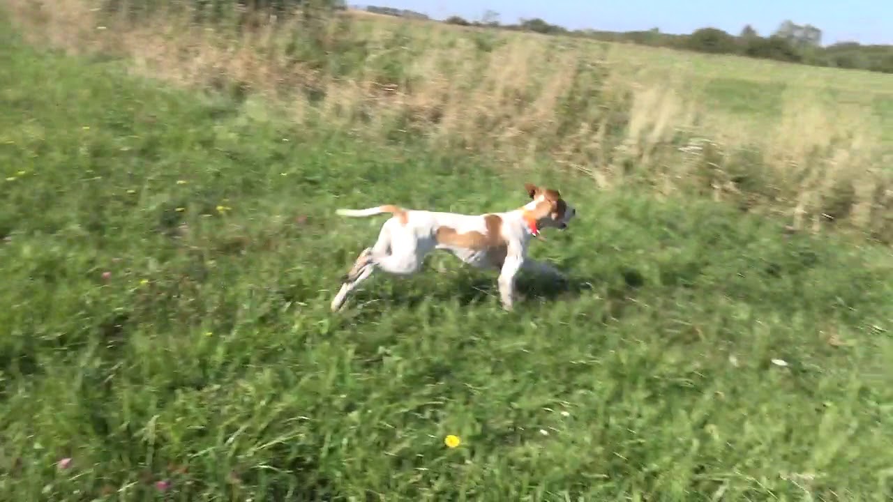 Pointer, wyżeł angielski - praca w polu, stójka - wystawianie bażanta