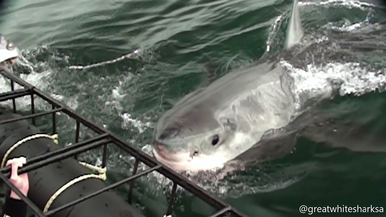 CONCERNED GREAT WHITE SHARK