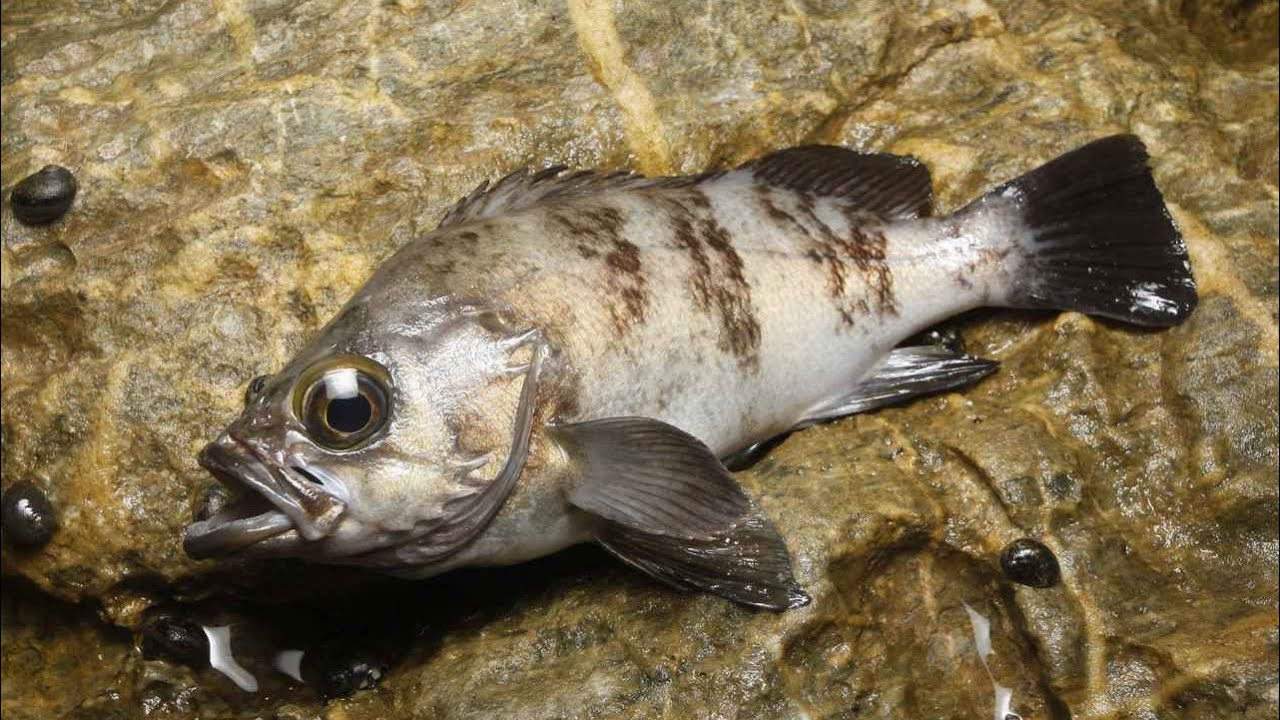 【メバリング】やっぱり今はこれしか釣れない