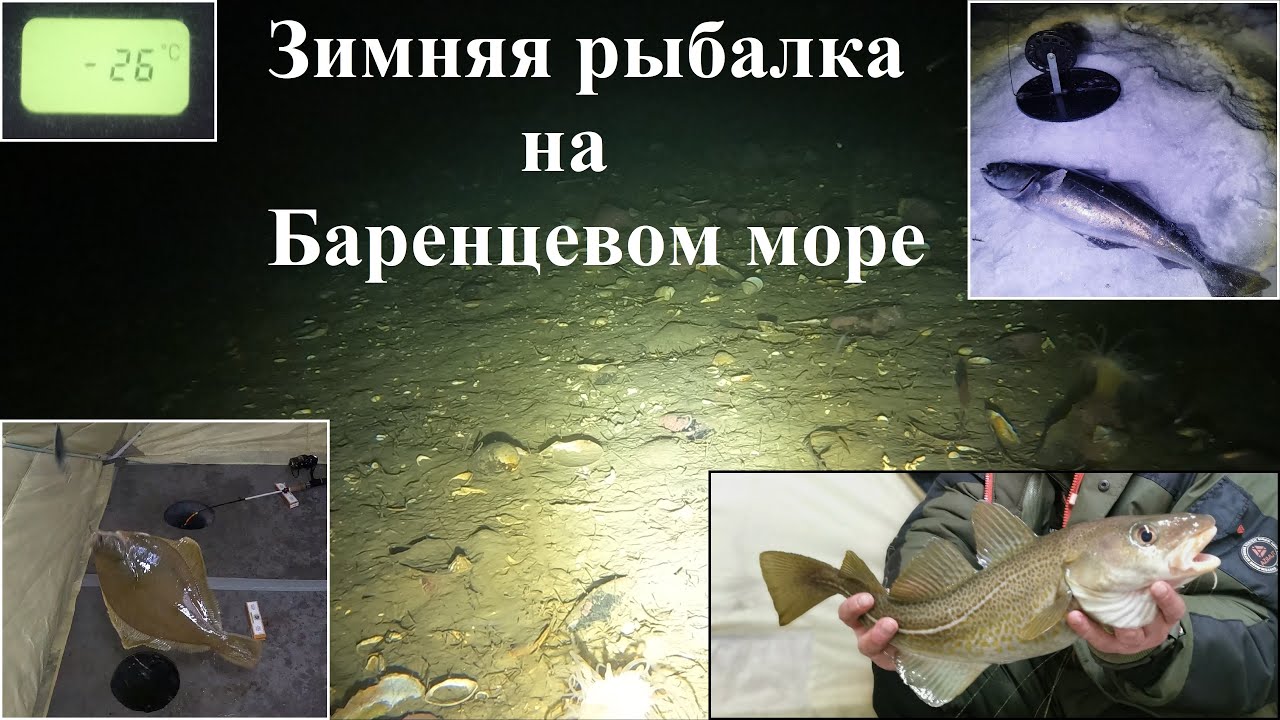ТРЕСКУ- В МЕШОК, СЕБЯ В ПАЛАТКУ: ЗИМНЯЯ ЭКСПЕДИЦИЯ НА БАРЕНЦЕВО МОРЕ