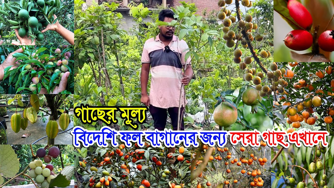ফলের বাগানের জন্য সেরা ফল গাছ এখানে | বিশাল বড় নার্সারি বিদেশি ফল গাছের মূল্য-এখানে ফলধরা গাছ