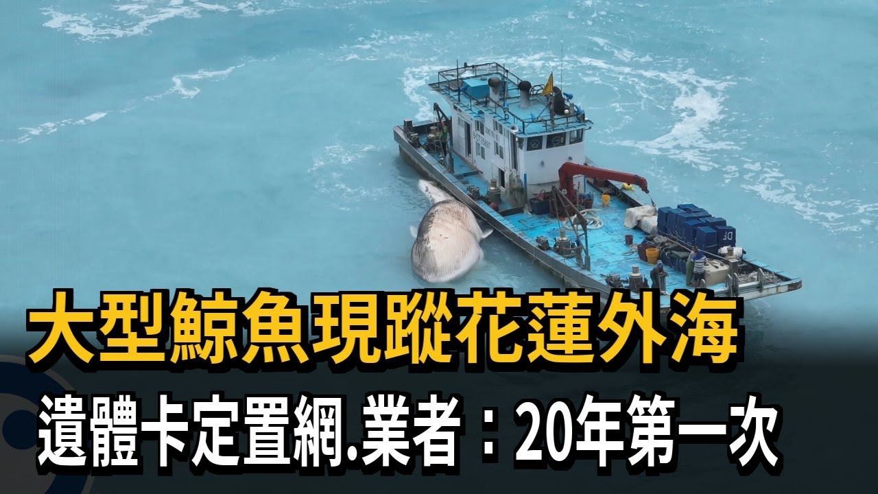 大型鯨魚現蹤花蓮外海 遺體卡定置網、業者：20年首次－民視新聞