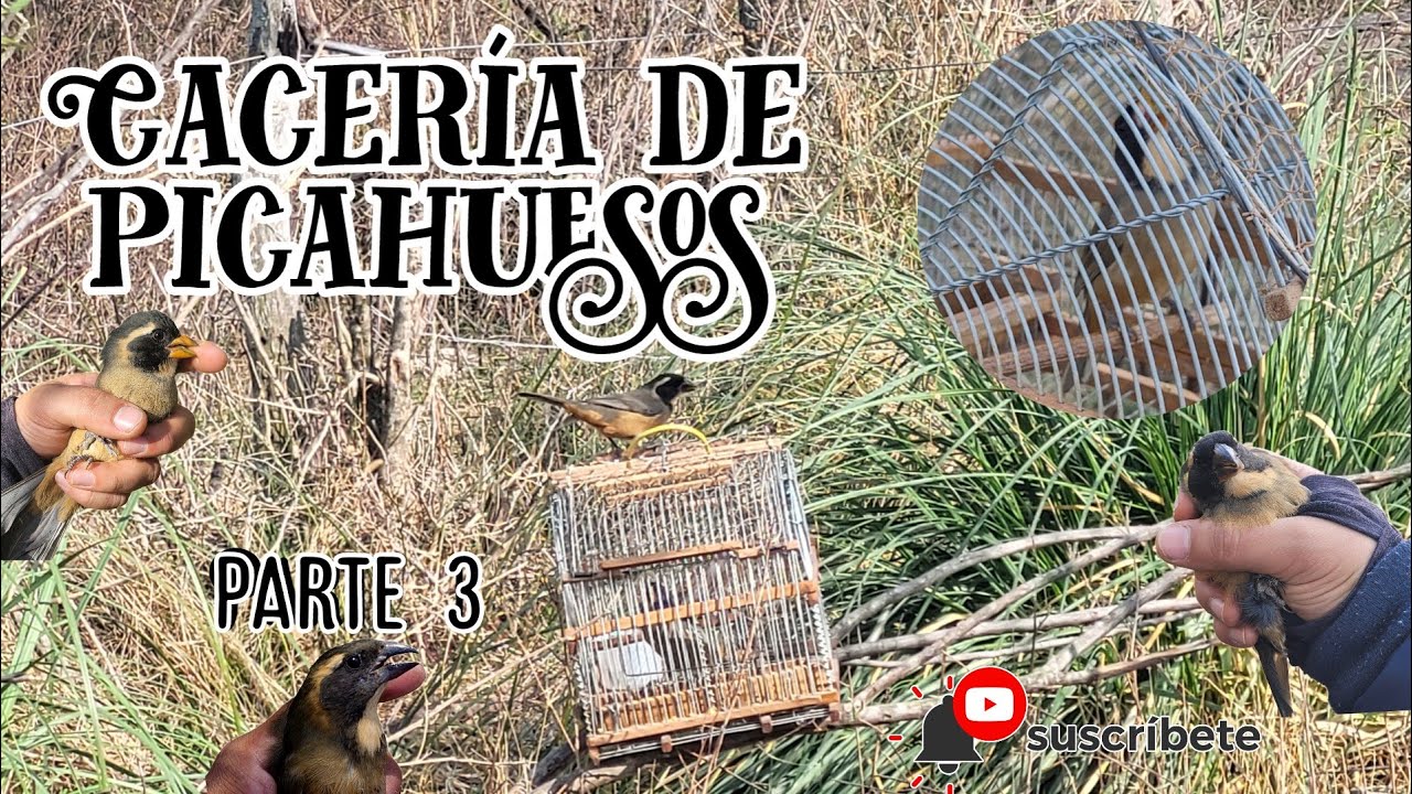 Cacería de picahuesos parte 3