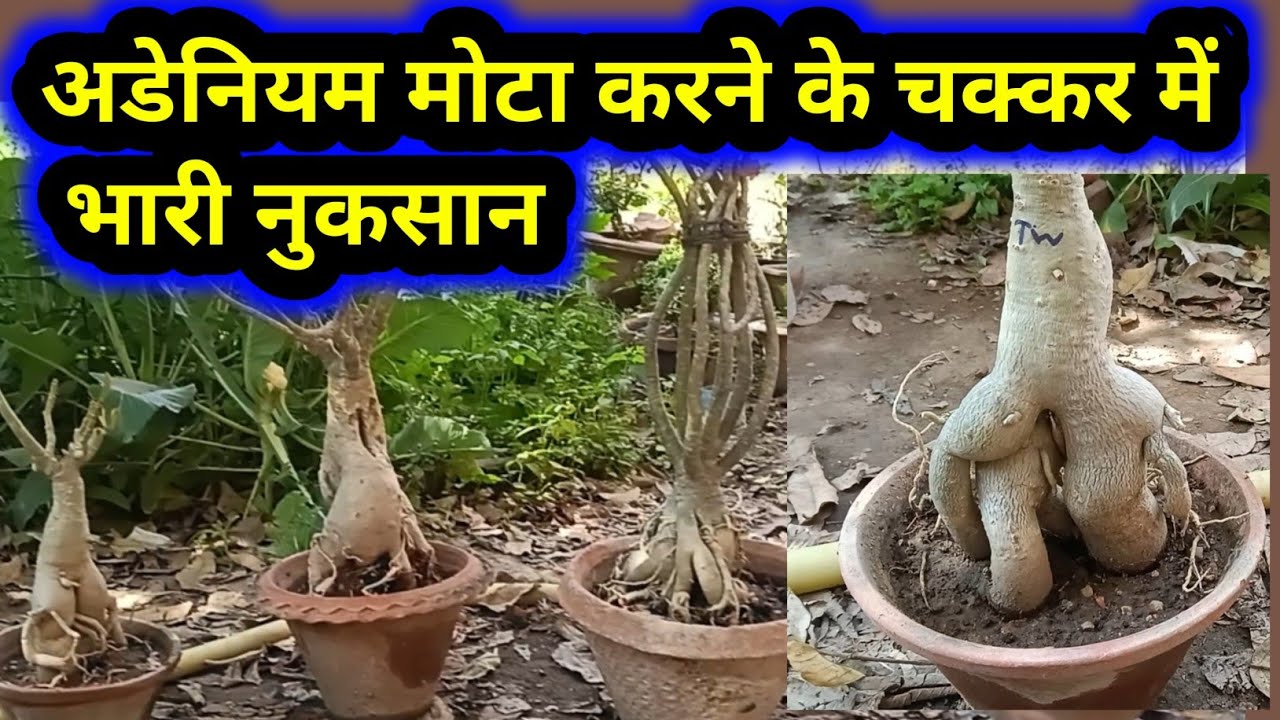 अडेनियम मोटा करने के चक्कर में भारी नुकसान#adenium #desertrose #bonsai 