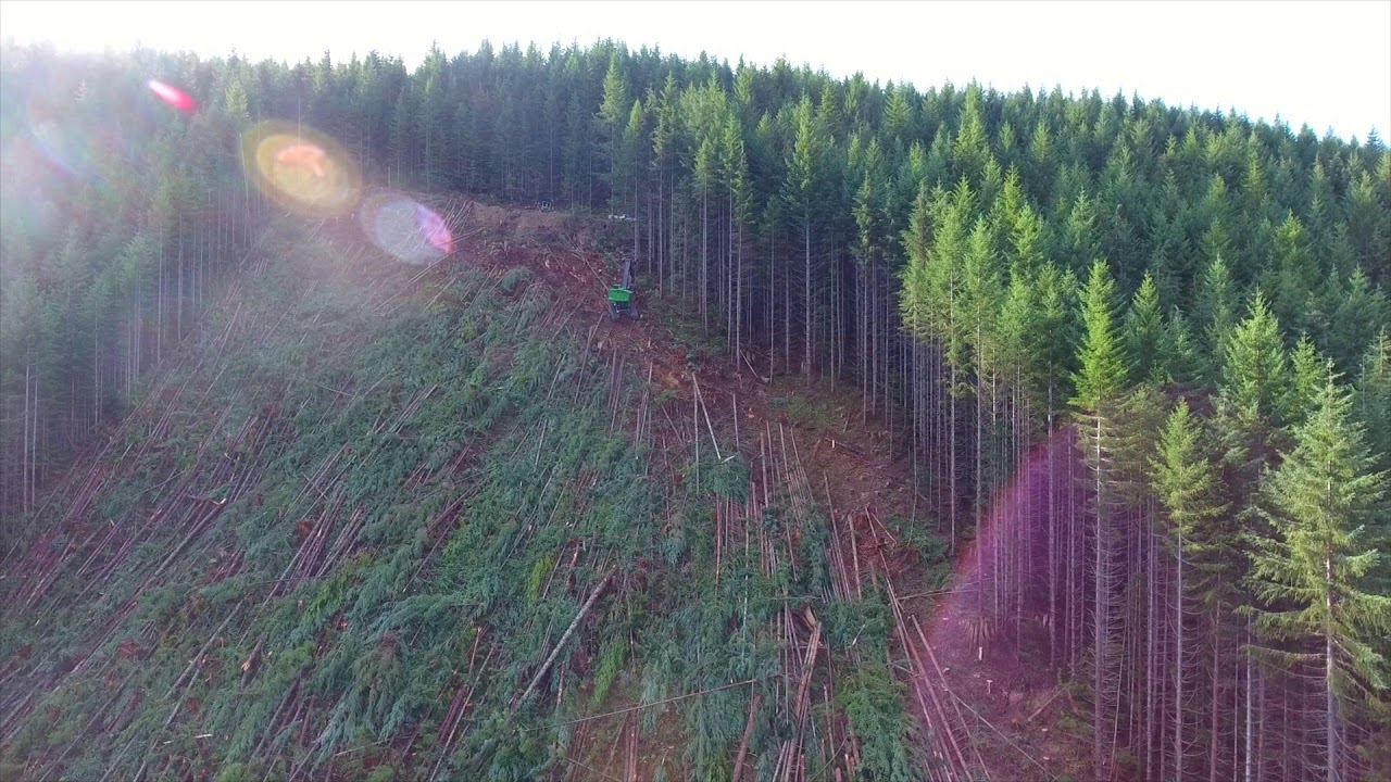 Steep slope Falling with a 909 Johndeere with a Southstar directional felling head.