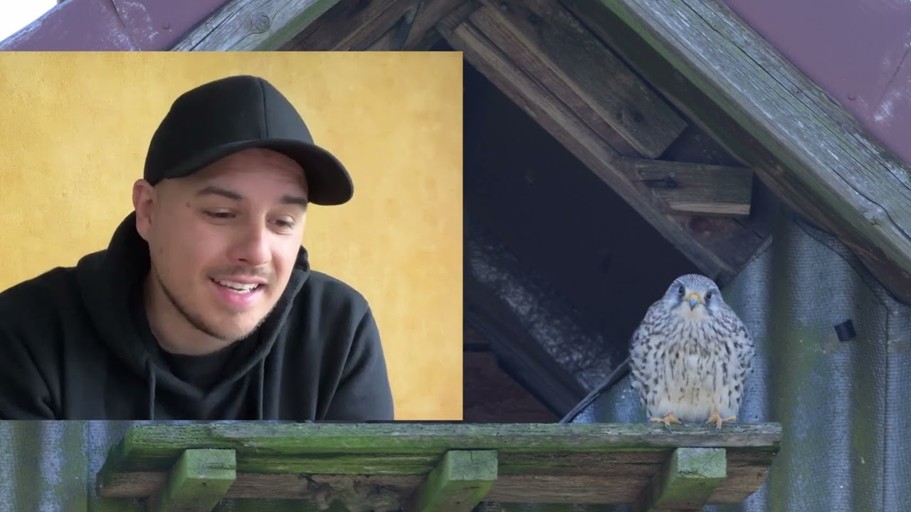 Was ist passiert? Der Star ist allein! - Nistkastenkamera