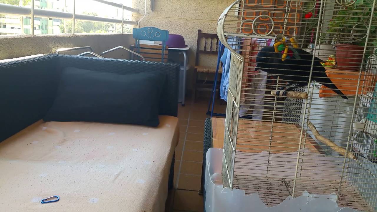 mi grajilla Kirusha....