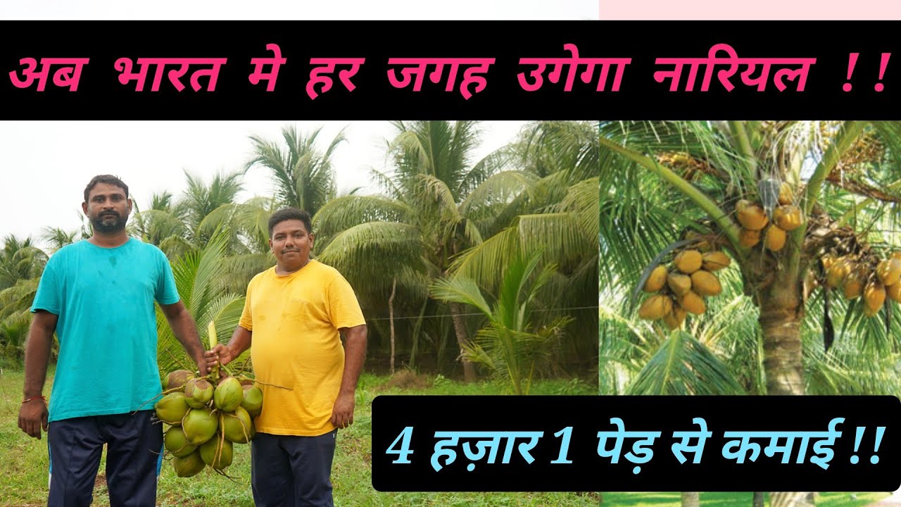 अब भारत मे हर जगह उगेगा नारियल || 4 हजार 1 पेड़ से कमाई || Coconut Farm || Hello Kisaan