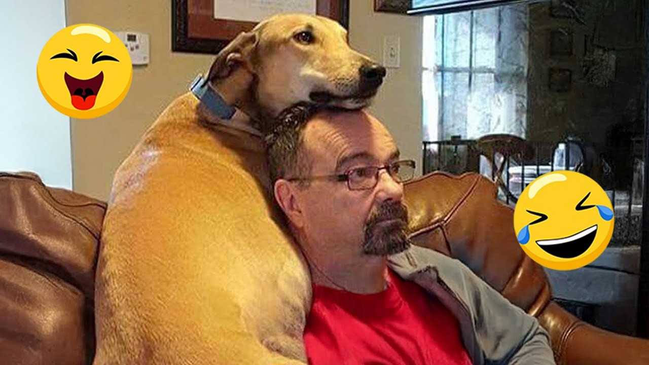 When You Live with a Comedian Dog 😂 Funny Dog and Human Videos #2