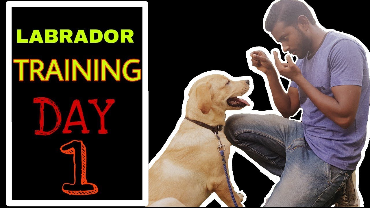Labrador Training - Day 1 || Best way to train your dog 2020 Hindi