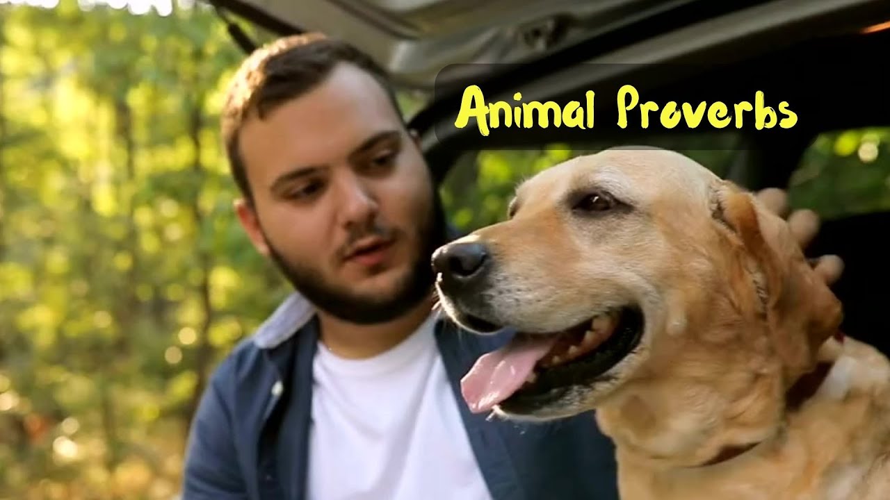 English Wisdom: Mastering Animal Proverbs For Language Learners!  