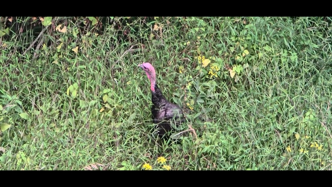 Vultures spotted near the W&O Trail, Hampshire Park, Beaverdam Run(డబ్ల్యూ&ఓ, రాబందులు కనిపించాయి)E0