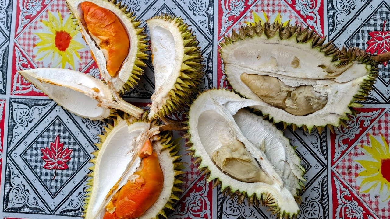 Durio kutejensis or graveolens hybrid and the expensive durian pelanduk