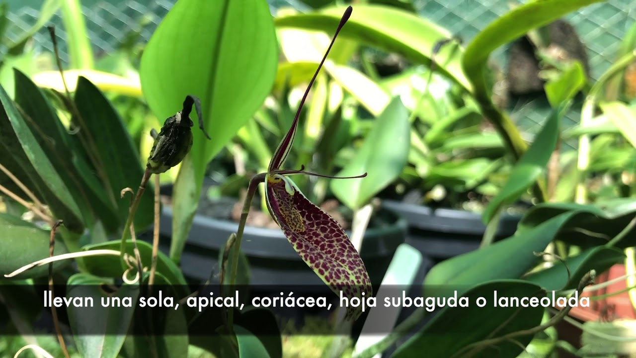 Restrepia guttulata (big)