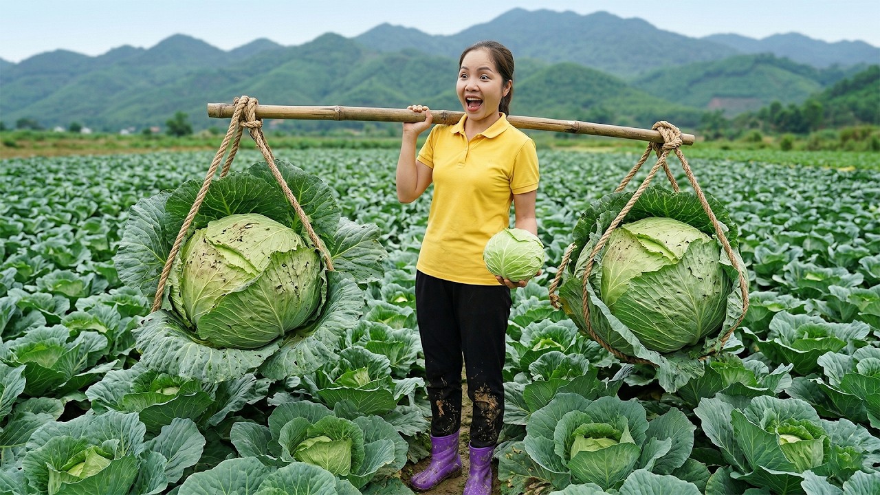 Harvesting 1000+Kg Fresh Cabbage Goes To Market Sell, Traditional Pickled Cabbage Recipe For Winter