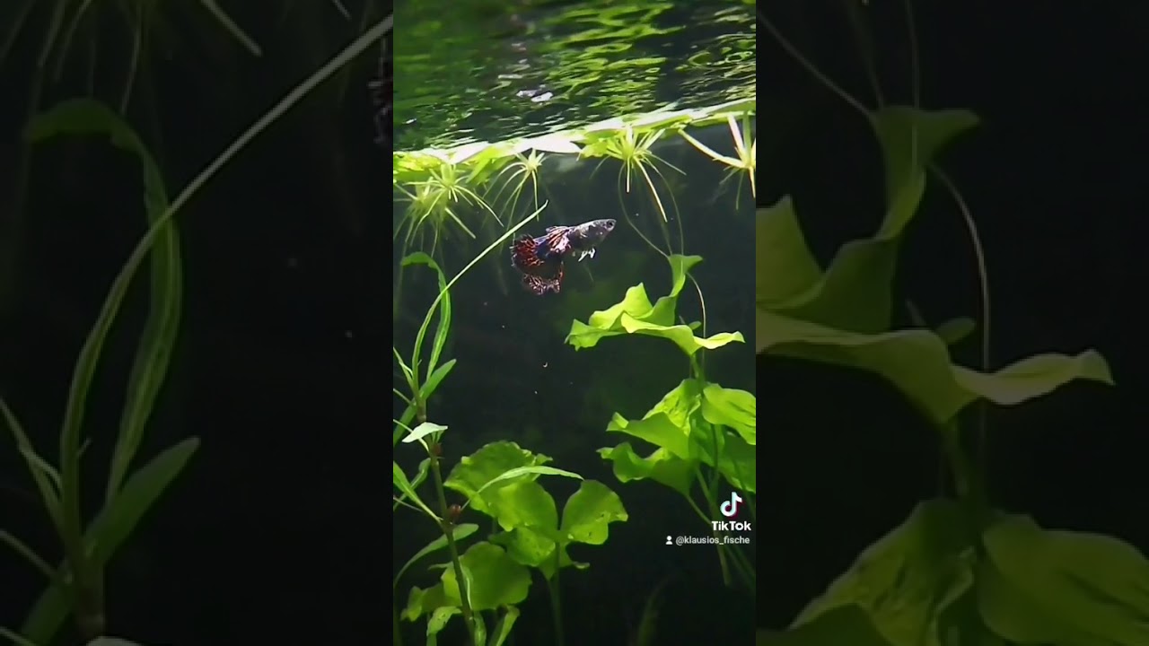 Guppy Red Dragon 