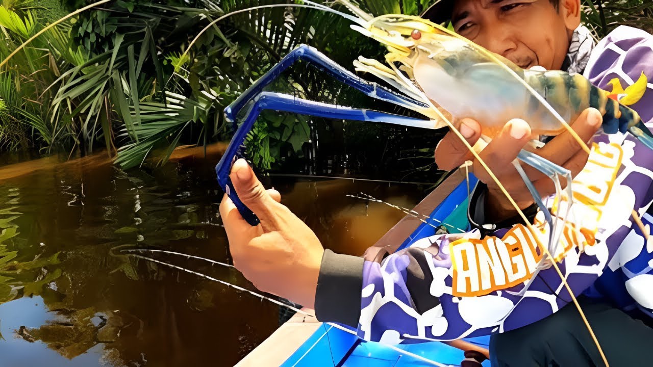 Giant Freshwater Prawns Caught in River &ndash; Epic Monster Catch!