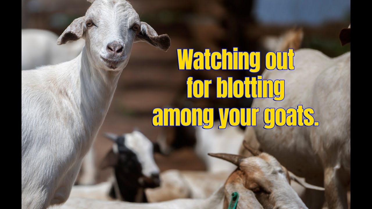 Watching out for blotting among your goats