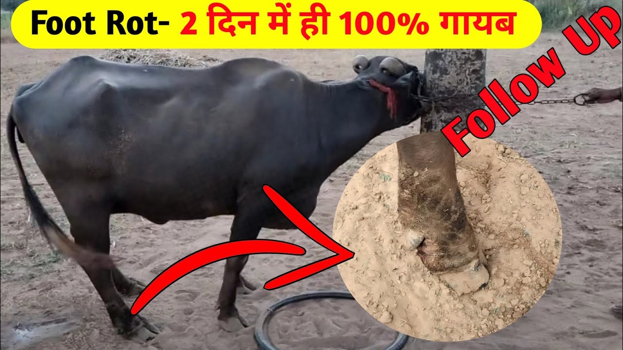 Effective Foot Rot Treatment in Cattle | Fungal Dermatitis Follow-Up | Vet Guru Radhe