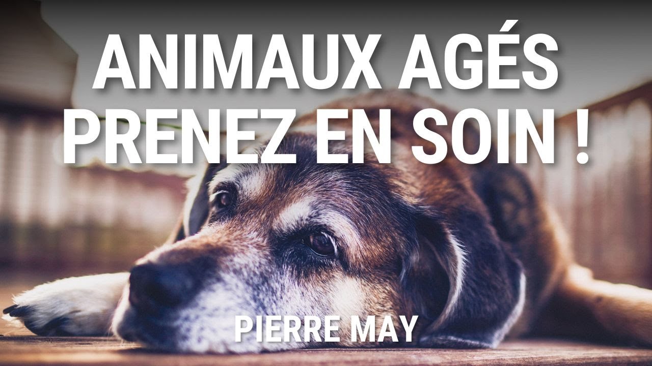 Prenez soin de vos animaux de compagnie âgés  ! Vétérinaire Pierre MAY