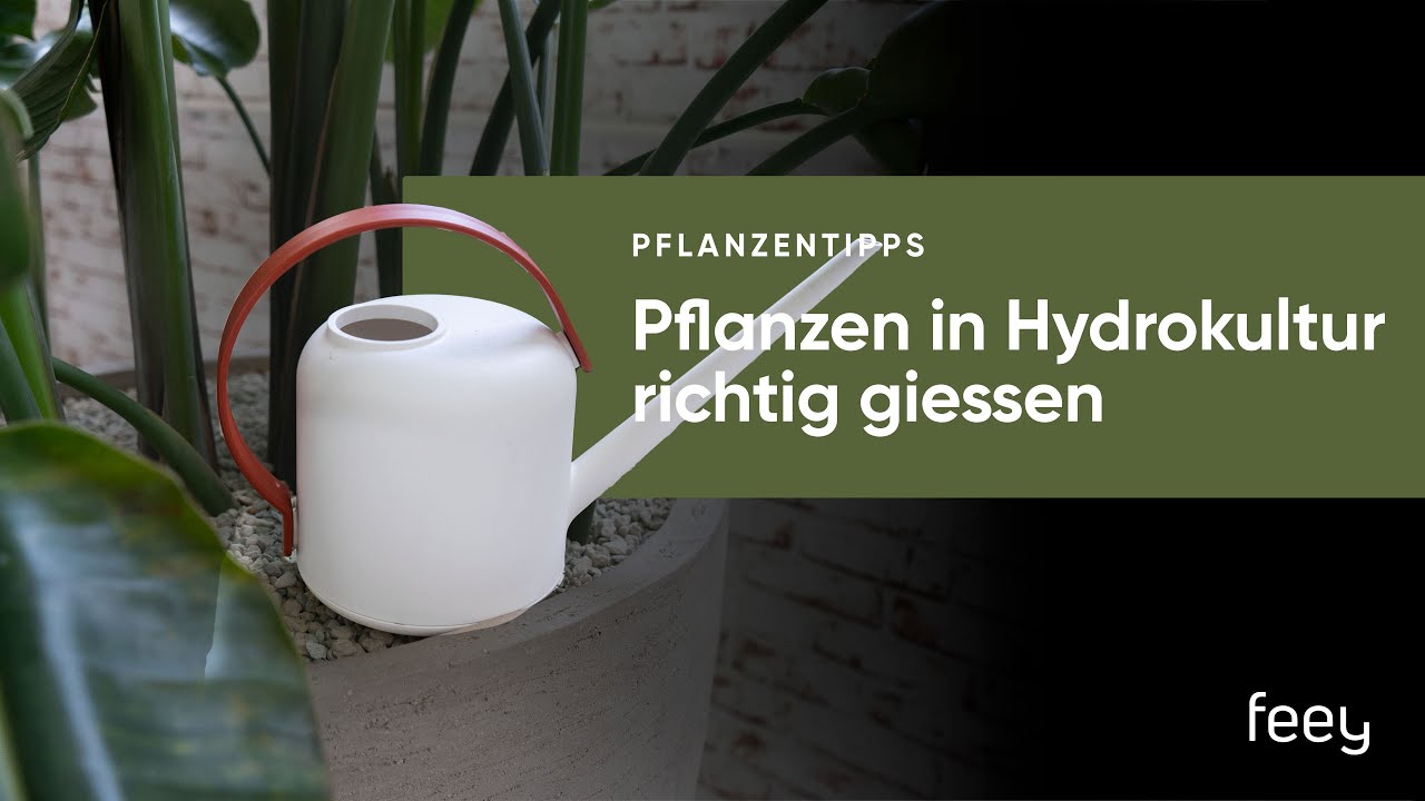 Hydrokultur (Blähton, Leca, Vulkastrat): Pflanzen mit Wasserstandsanzeige richtig giessen | feey 🌱