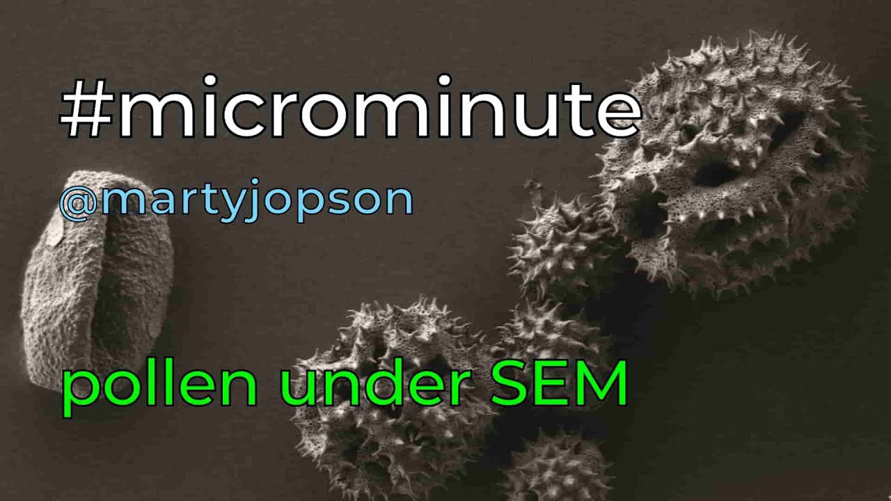 #microminute 23 pollen under scanning electron microscope