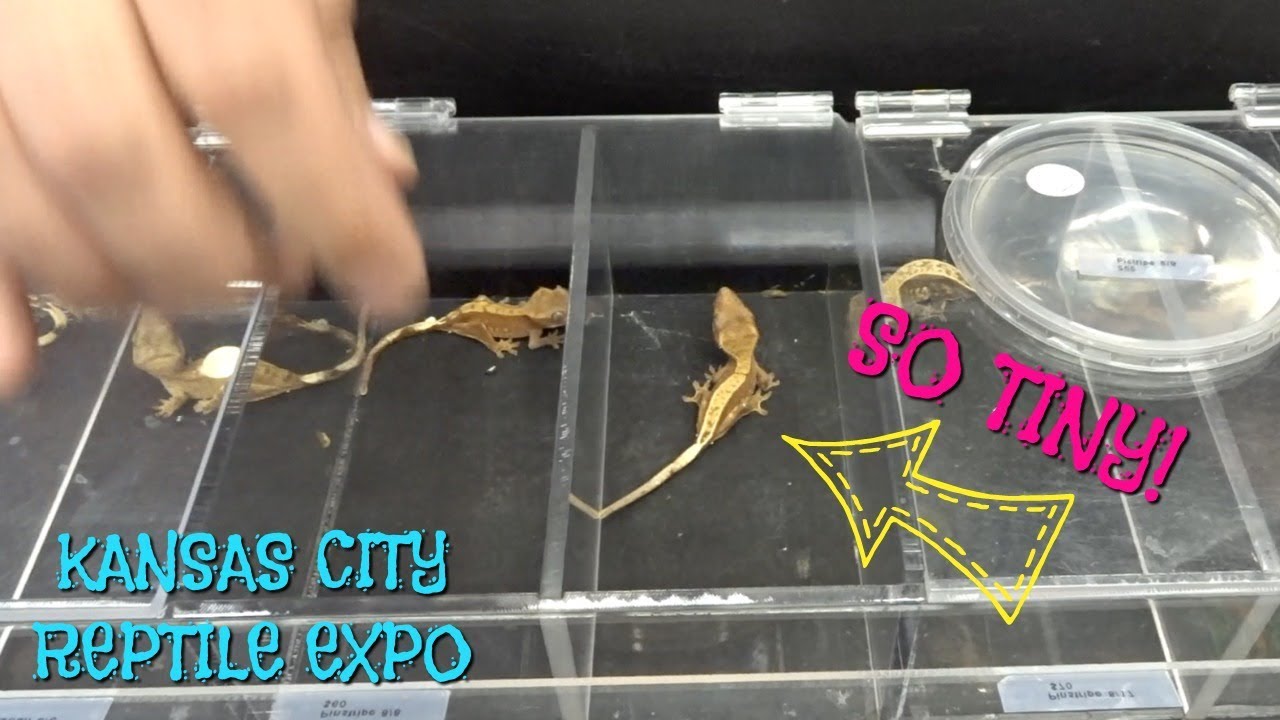 GETTING MY NEW CRESTED GECKO AT THE REPTILE EXPO