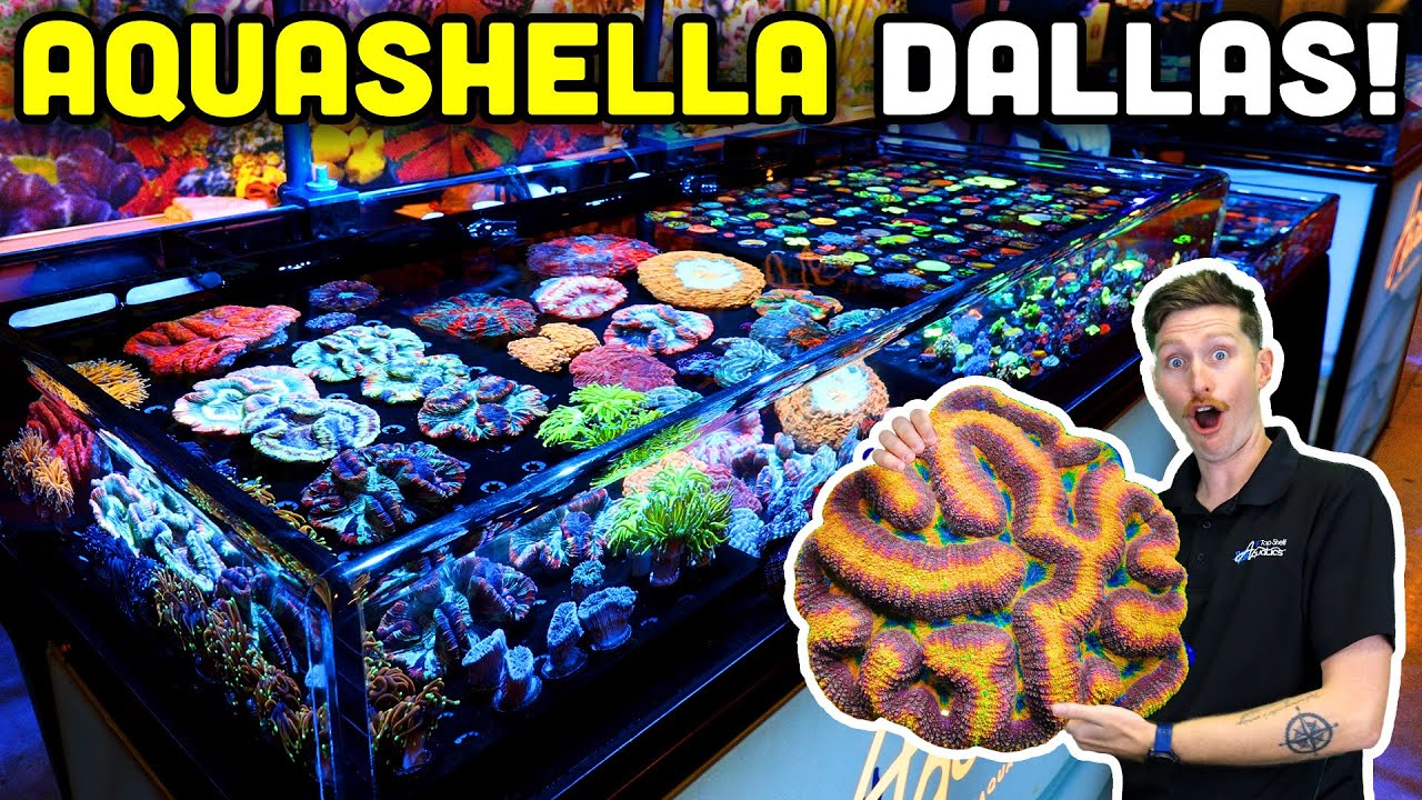 TSA Heads to the Largest Aquarium Show in the Country! Aquashella Dallas 2024!