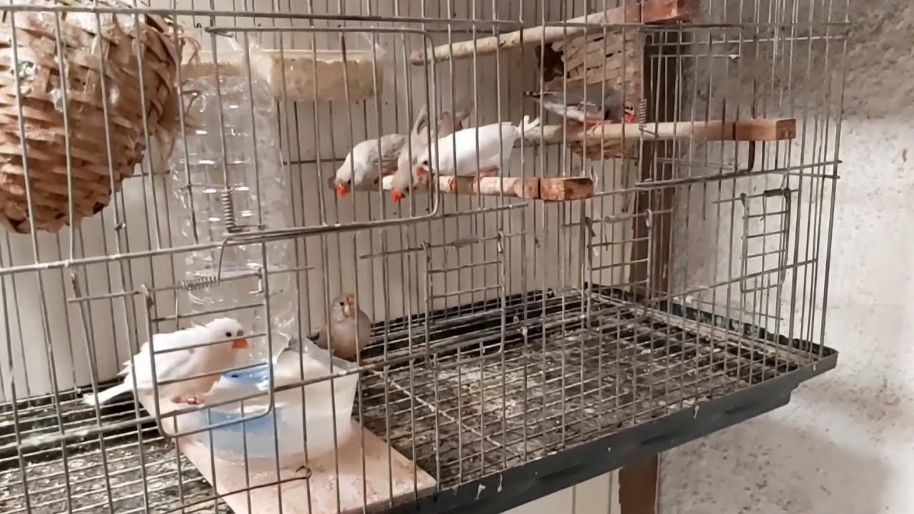 DIY Bird waterer - Chicken waterer - Chick waterer, No waste