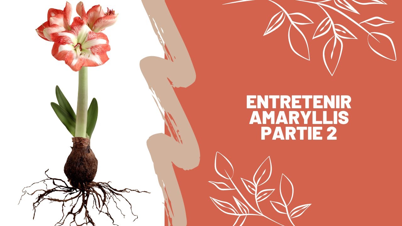 Entretien Amaryllis Partie 2