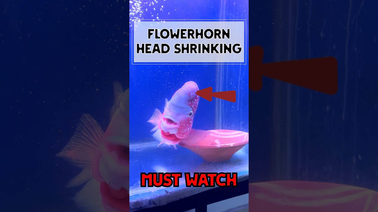 Top 5 Reasons Flowerhorn Head Shrinking with Treatment | Must Watch #viral #shortvideo #flowerhorn