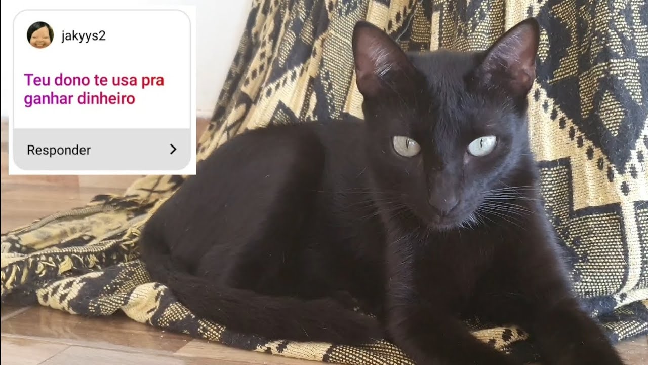 JÚLIO RESPONDE 3 | Júlio e Eu 😾🙆🏻‍♂️