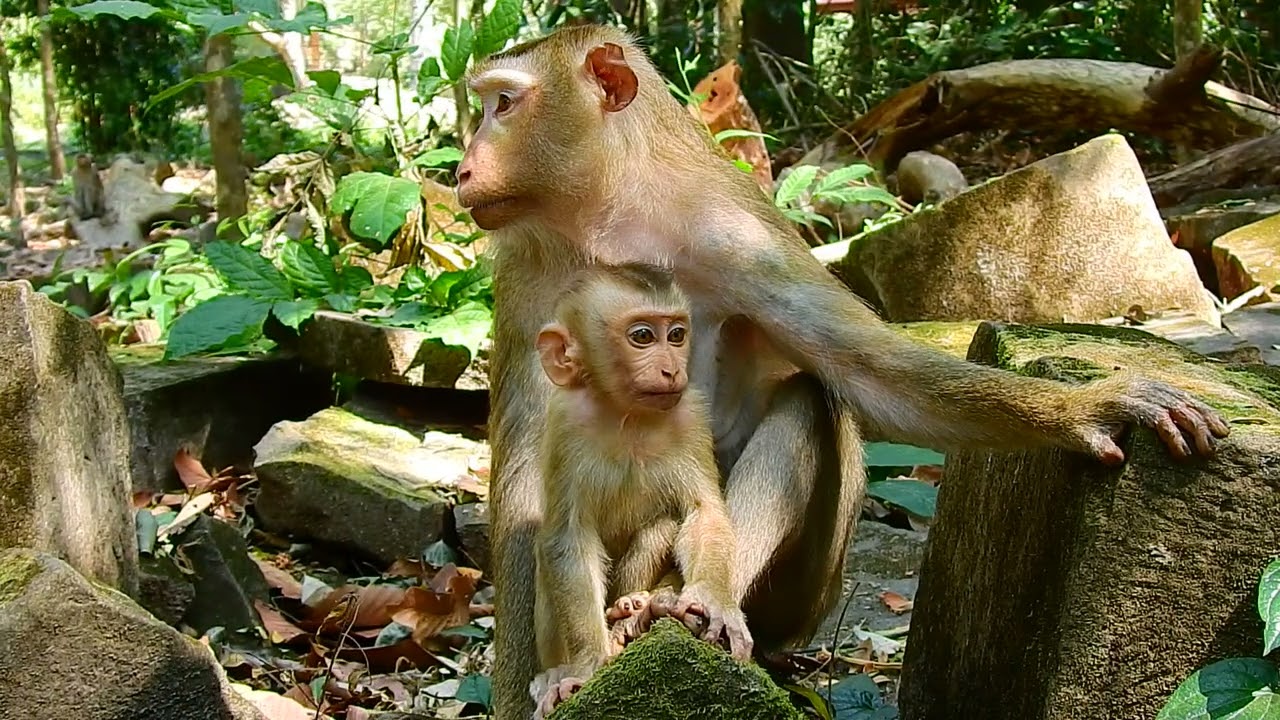 Life of little baby monkey
