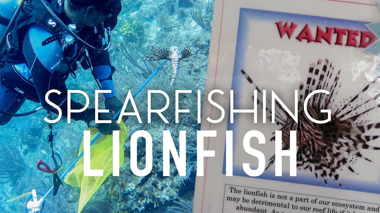 Spearfishing Lionfish in Belize