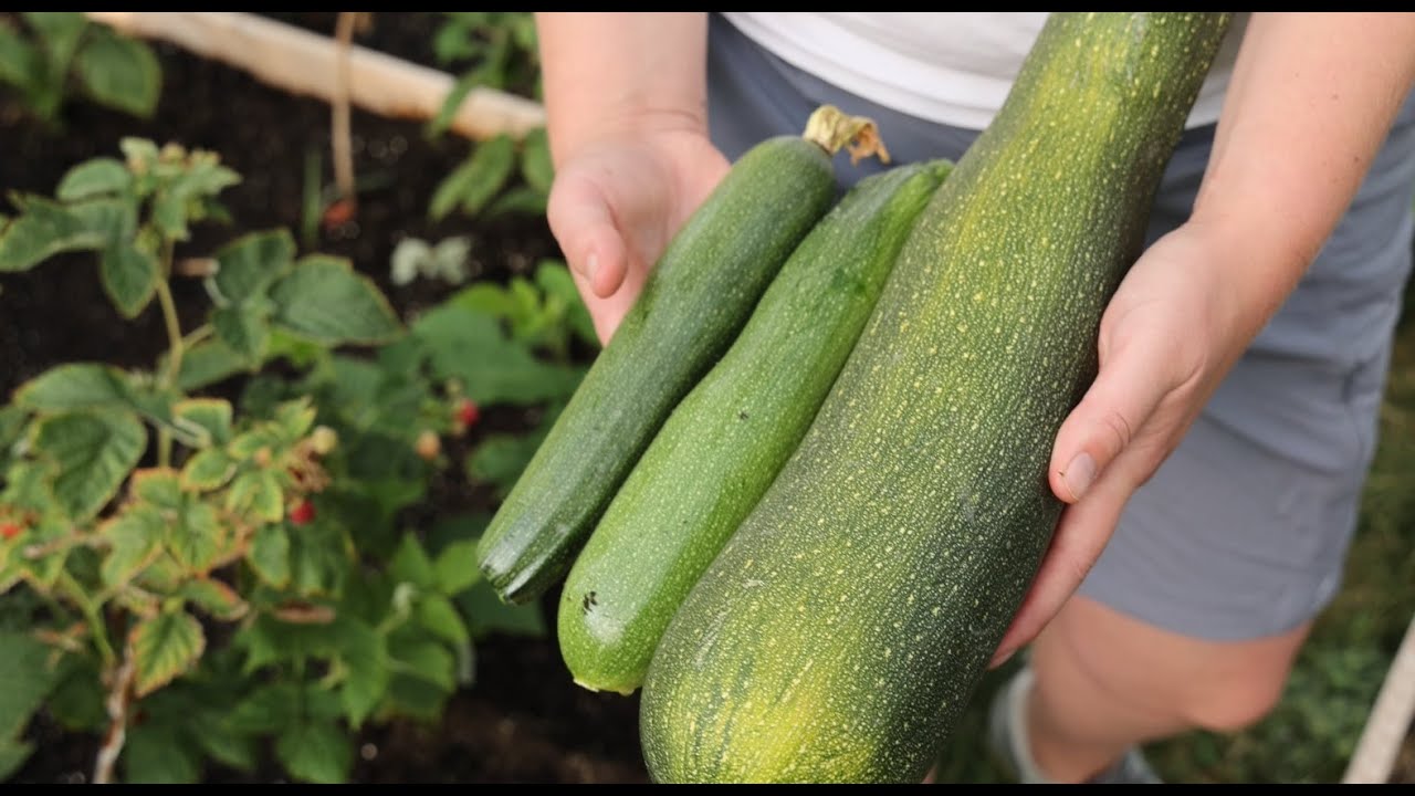 When To Pick Zucchini