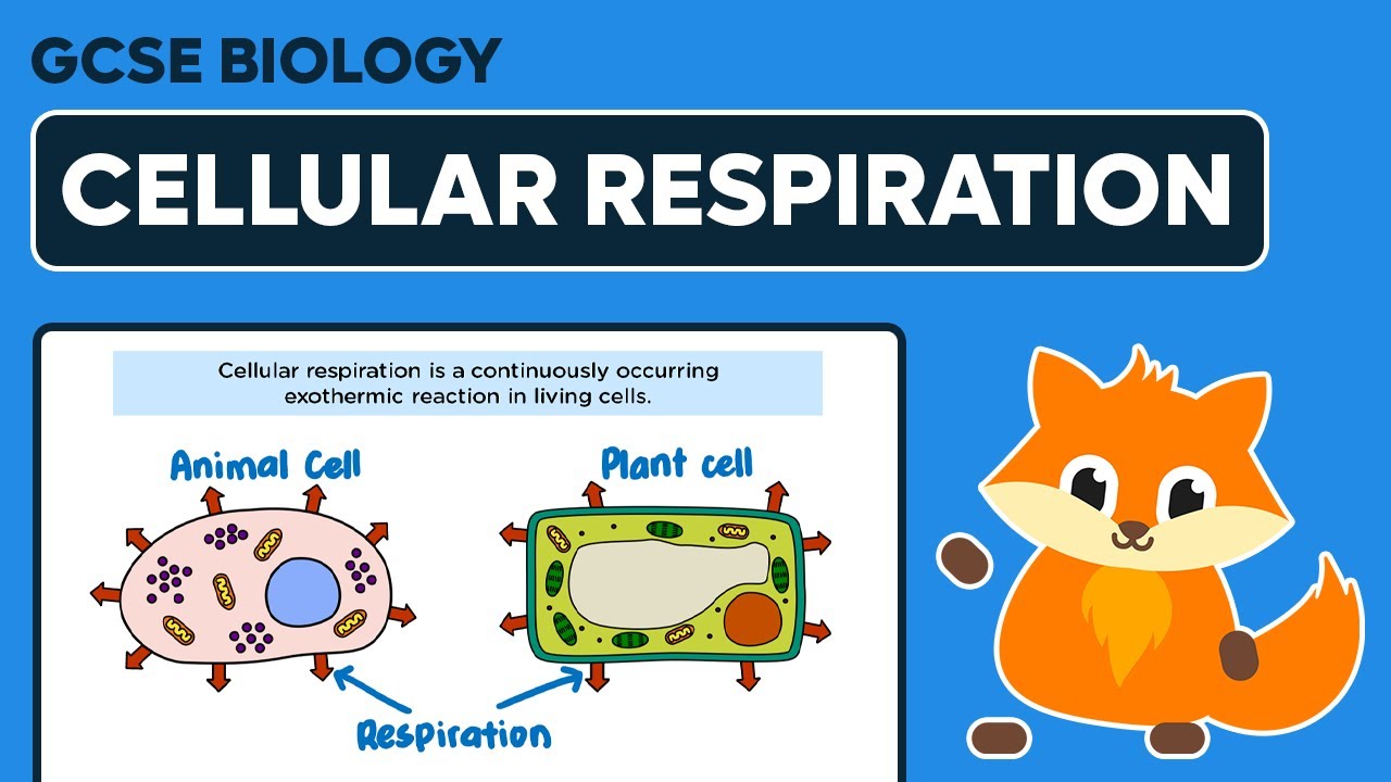 Cellular Respiration - GCSE Biology