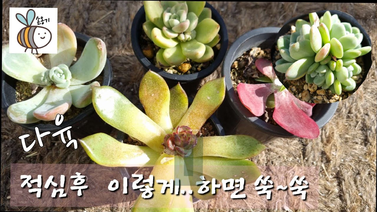 적심후 빨리 군생으로 키우는 방법#다육 화분#손옹기화분#다육농장