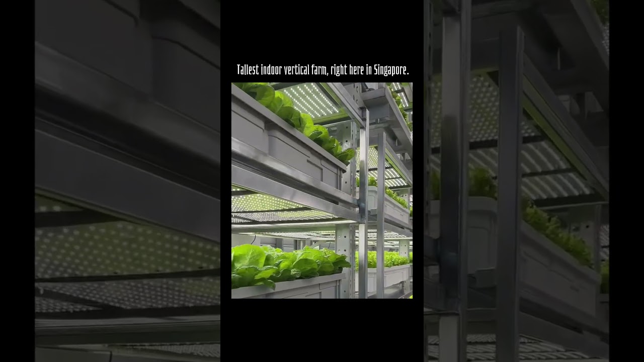 Tallest indoor vertical farm, right here in Singapore.  