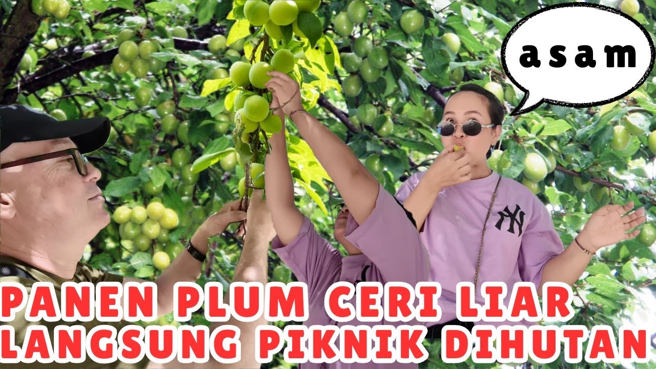 PANEN PLUM CERI HIJAU LIAR DI SPANYOL DAN PIKNIK DIHUTAN #indonesia #barcelona #spanyol #manado