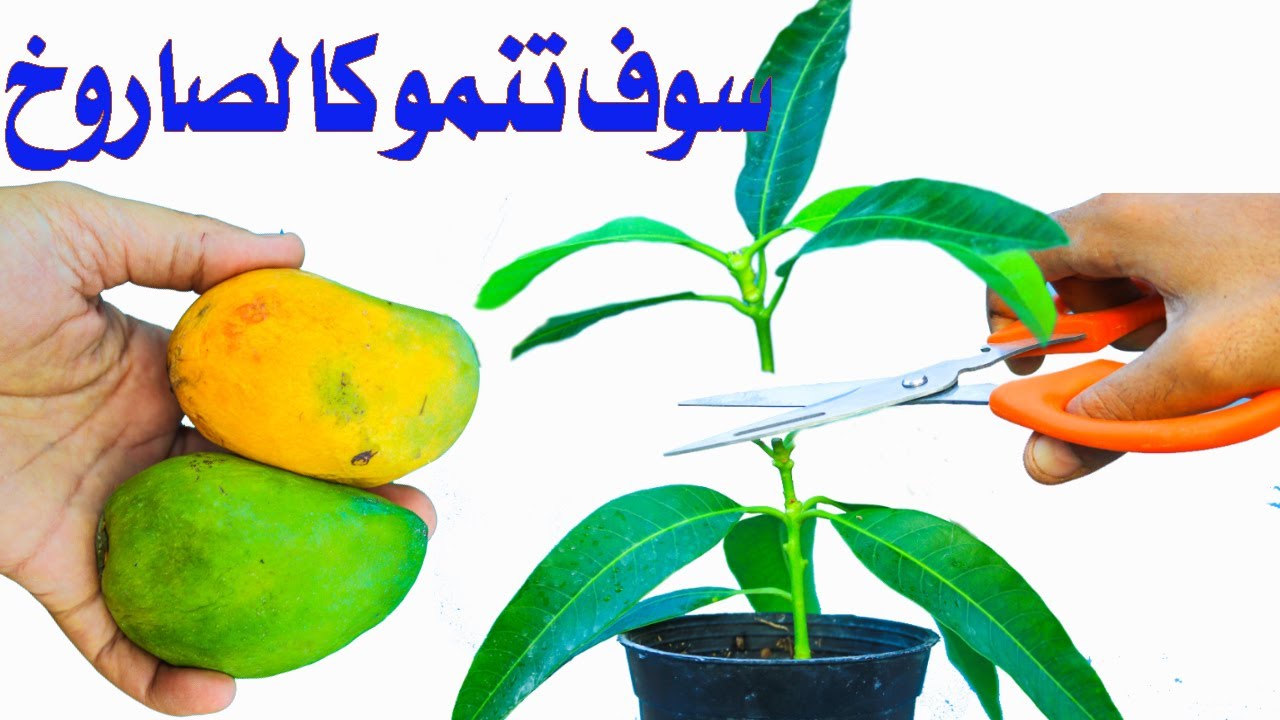 طريقة رهيبة لتسريع نمو شتلات المانجو ومتى نفرد الشتلات وانسب وقت لنقلها لاصيص اكبر