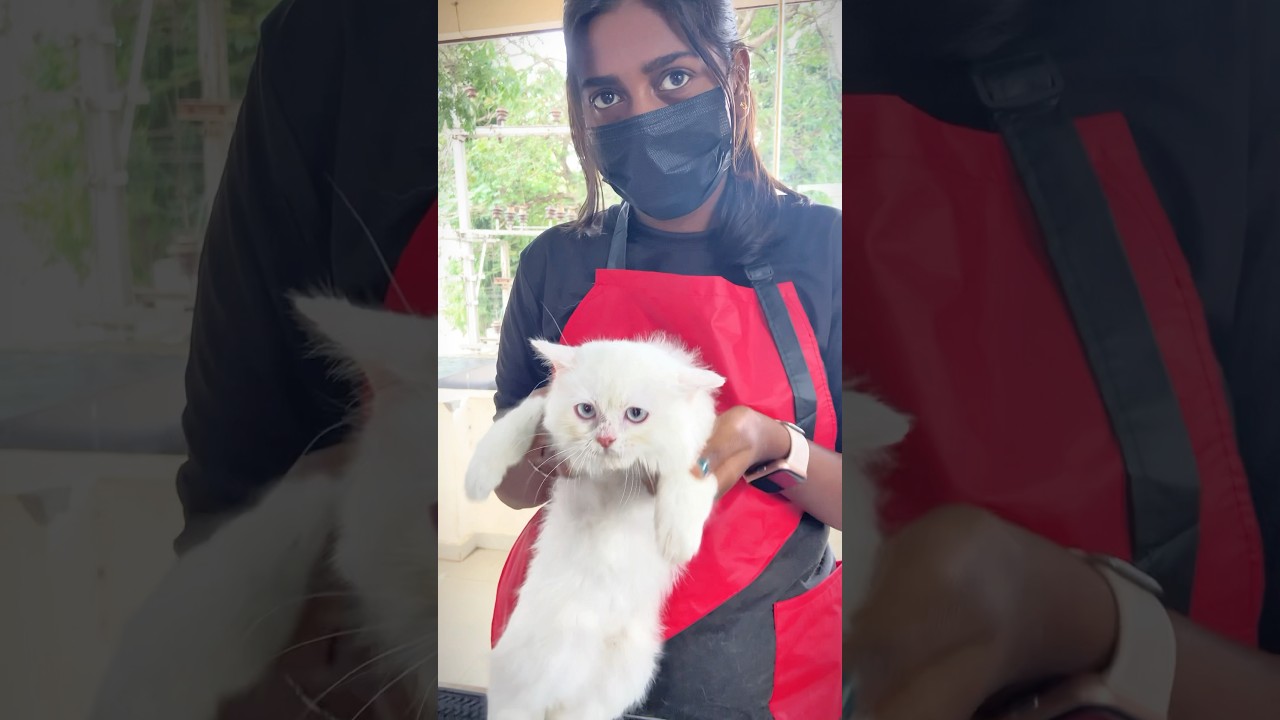 COIMBATORE PETS GROOMING CENTRE /NIKKI'S PAWSTYLE