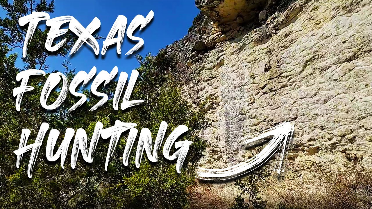 Texas Hill Country Fossil Hunting  We Find an Armadillo Graveyard