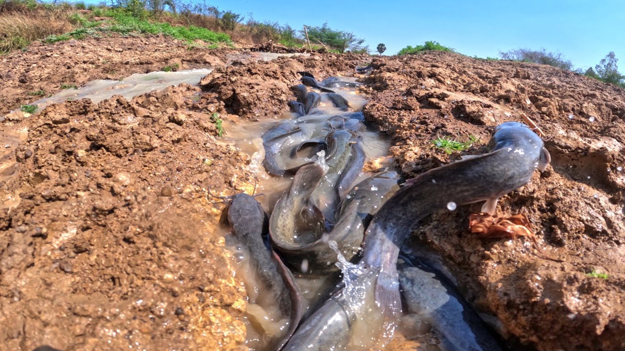 Best Hand Fishing, catch a lot of fish in flowing water and pick duck eggs in rice field