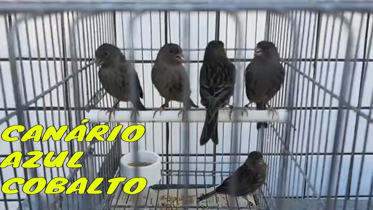 CANÁRIO AZUL COBALTO.