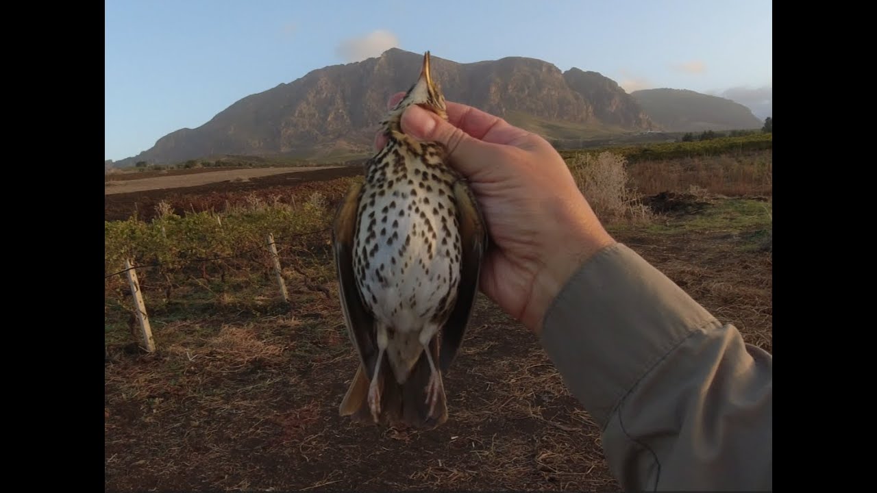 Seconda giornata  di caccia  alla migratoria stagione 2023 2024. Thrush hunting. Ardıç avcılığı