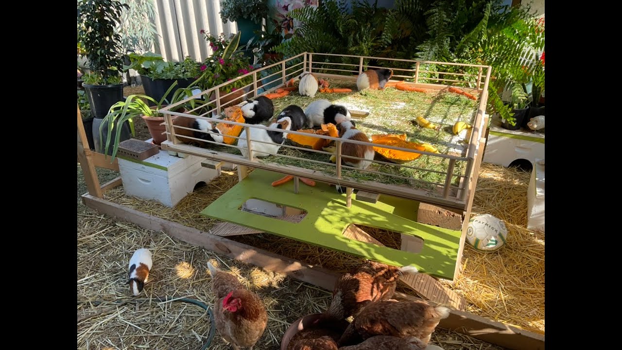 GUINEA PIGS THE HIGH LIFE