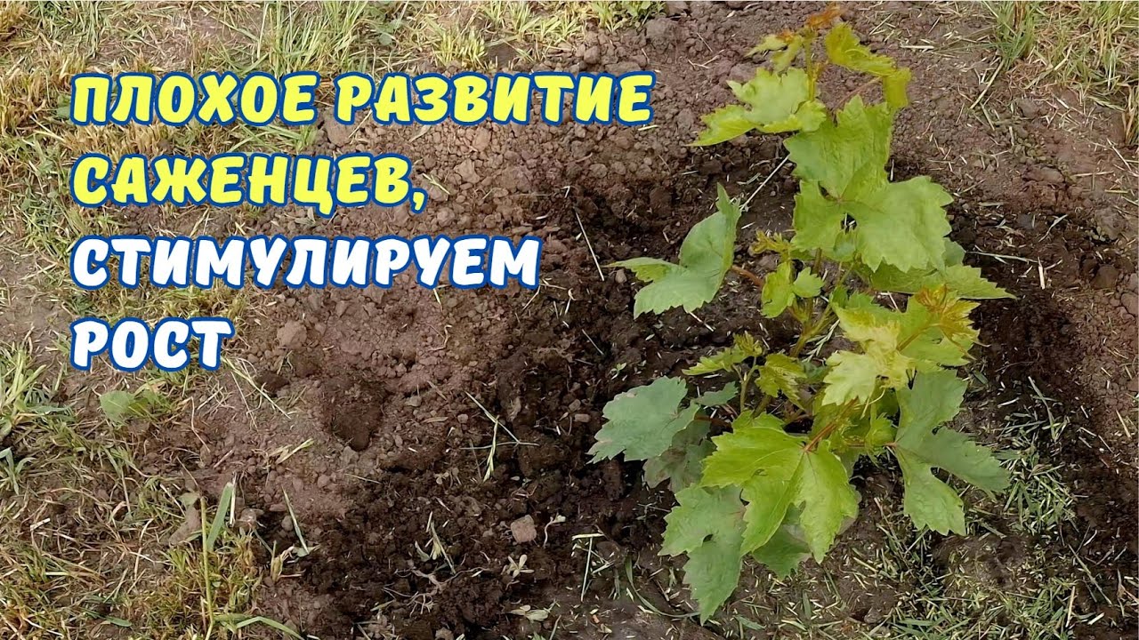 Стимуляция роста виноградных саженцев.