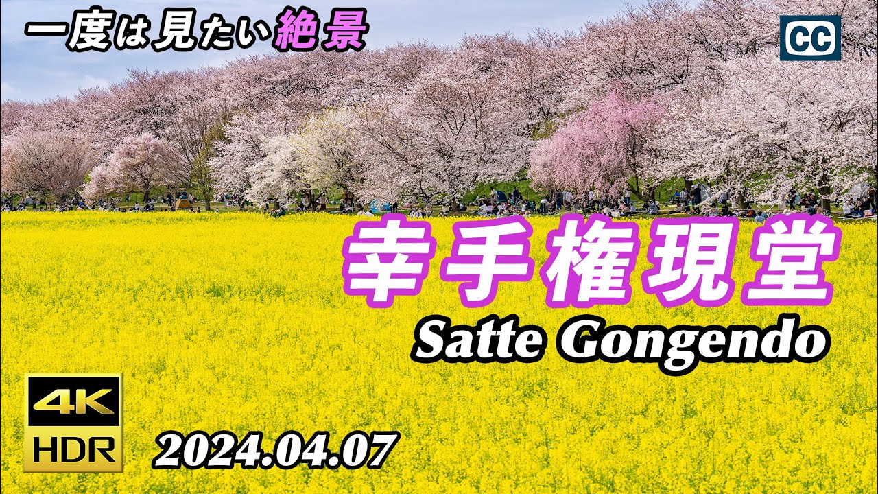 【桜と菜の花のコラボ/4K HDR】幸手権現堂桜堤/Satte Gongendo Park/Cherry Blossoms and Canola Flowers【埼玉県幸手市】