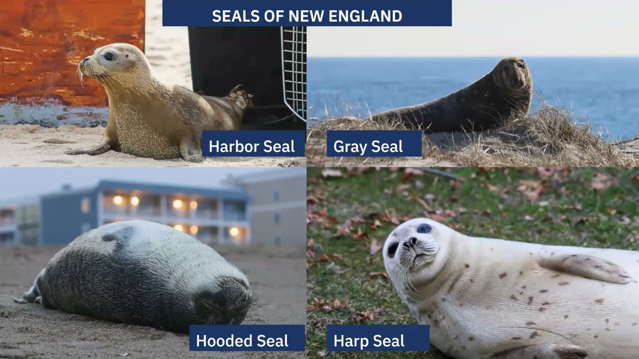 What's Happening with Our Marine Mammals? February 2026 Bayview Lecture